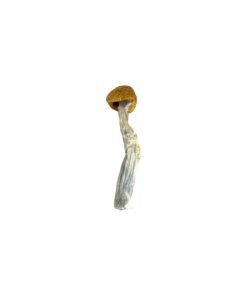 Amazonian Cubensis