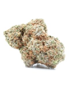 Chocolope (AAA)