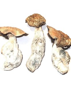 Makilla Gorilla magic mushrooms