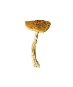Stropharia Cubensis