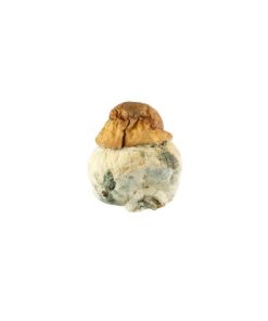 Texas Yellow Cap